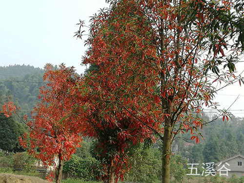 五溪谷風(fēng)光10