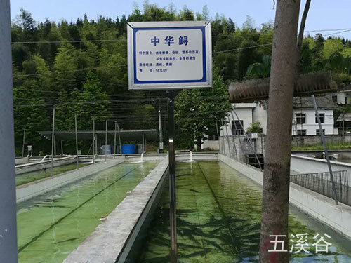 中華鱘養(yǎng)殖